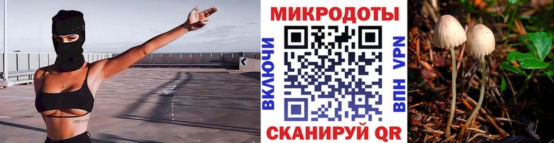 Купить  Кирсанов  Псилоцибиновые грибы Cubensis 